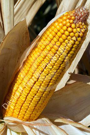 A crop of ripe dent corn ready for harvest in Canyon County, Idaho, USA.