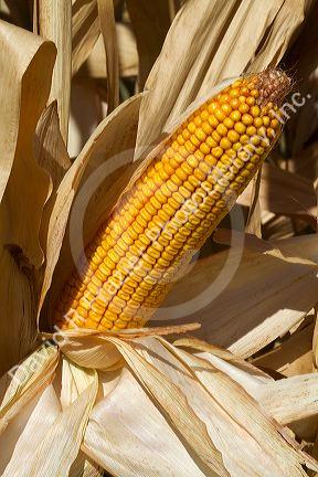 A crop of ripe dent corn ready for harvest in Canyon County, Idaho, USA.