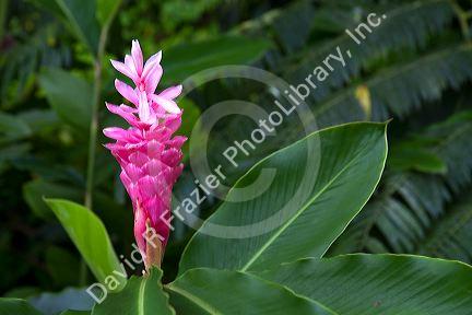 Pink ginger flower growing on the island of Tahiti, French Polynesia.