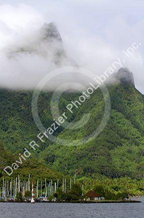 Lush vegetation on the island of Moorea, French Polynesia.
