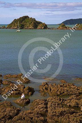 Woman collecting mussels along the rocky coast of Bay of Island, North Island, New Zealand.