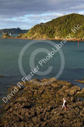 Woman collecting mussels along the rocky coast of Bay of Island, North Island, New Zealand.