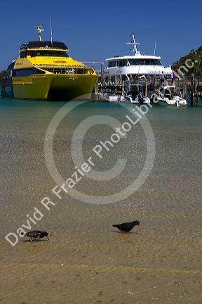Oystercatcher birds wading in the Bay of Islands, North Island, New Zealand.