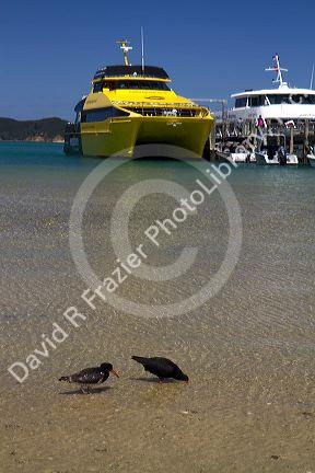 Oystercatcher birds wading in the Bay of Islands, North Island, New Zealand.
