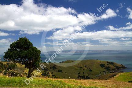 Rolling hills of the Coromandel Peninsula in the North Island of New Zealand.