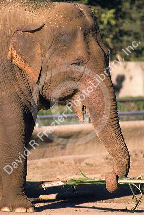 An elephant using it's trunk to eat food.