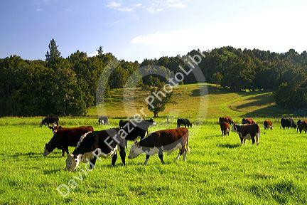 Cattle graze on farmland near Kawakawa, North Island, New Zealand.