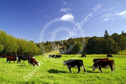 Cattle graze on farmland near Kawakawa, North Island, New Zealand.