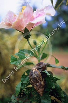 A snail eating a hybiscus in Hawaii.