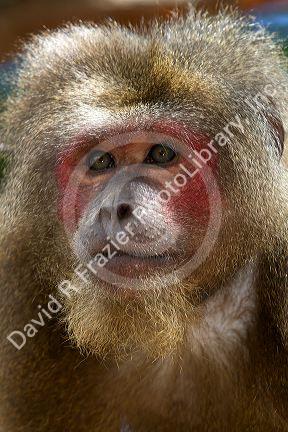 Stump-tailed macaque near Da Lat, Vietnam.
