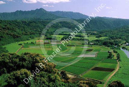 Agriculture in Hanalei Valley, Kauai, Hawaii.