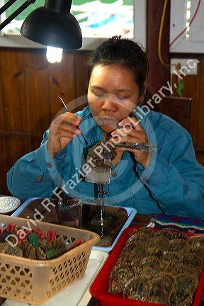 Worker on a pearl farm placing sand in an oyster shell to grow a cultured pearl, Ha Long Bay, Vietnam.
