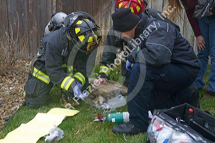Firefighters revive a dog with oxygen rescued from a house fire in Boise, Idaho, USA.