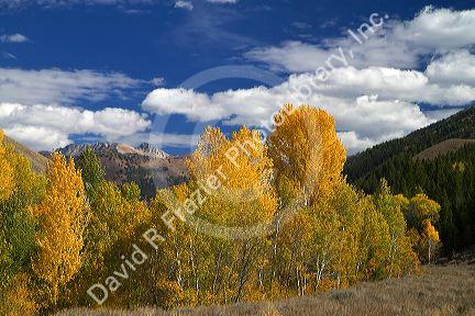 Trees in autumn color near Sun Valley, Idaho, USA.  Devil's Bedstead is at the end of the canyon.