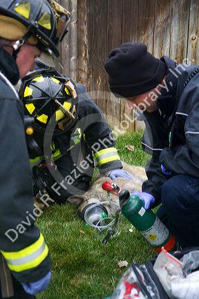 Firefighters revive a dog with oxygen rescued from a house fire in Boise, Idaho, USA.