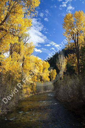 Trees in autumn color along the Big Wood River near Ketchum, Idaho, USA.