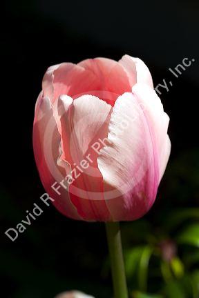 Pink tulip bloom.