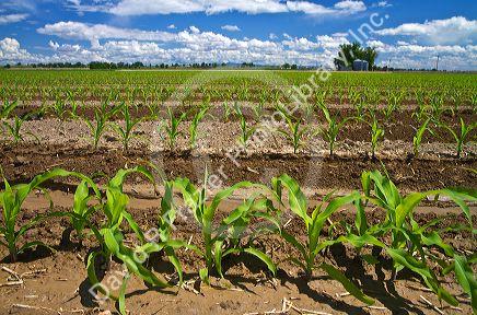Corn crop water irrigation in Canyon County, Idaho, USA.