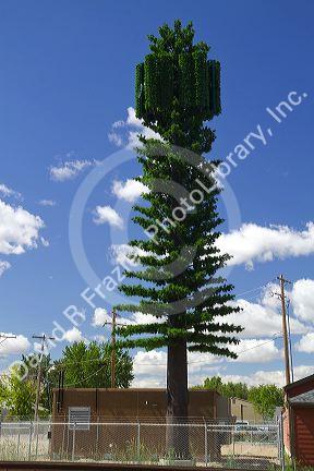 Pine tree camouflaged cellular tower in Boise, Idaho, USA.