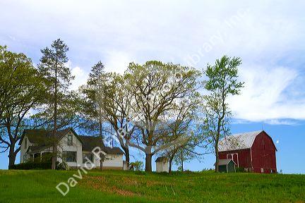 Alfalfa field with red barn and farm house in rural Allegan County, Michigan, USA.