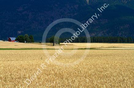 Ripe wheat field near Kalispell, Montana, USA.
