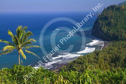 Overlook of the Pacific Ocean and a black sand beach at Pololu Valley on the east coast of Kohala Mountain on the Big Island of Hawaii, USA.