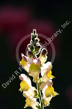 Snapdragon flowers in Boise, Idaho, USA.