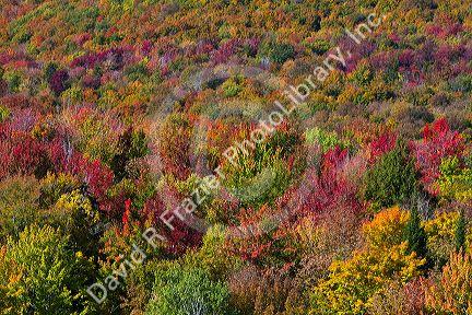 Fall foliage near Lake Elmore in Lamoille County, Vermont, USA.