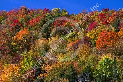 Fall foliage near Lake Elmore in Lamoille County, Vermont, USA.