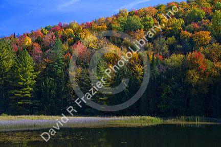 Fall foliage at Lake Elligo in Orleans County, Vermont, USA.