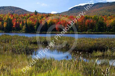 Fall foliage at McAllister Pond in Orleans County, Vermont, USA.