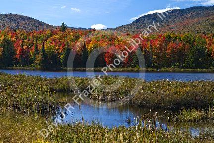 Fall foliage at McAllister Pond in Orleans County, Vermont, USA.