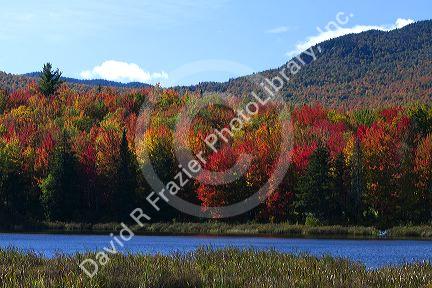 Fall foliage at McAllister Pond in Orleans County, Vermont, USA.