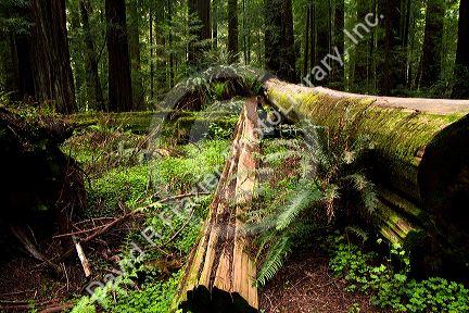 Fallen redwood trees and ferns on the forest floor in Northern California, USA.