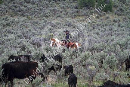 Cowboy working a cattle drive on grazing land at City of Rocks National Reserve, Idaho, USA.