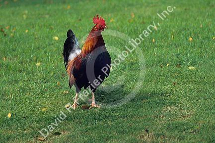 A rooster in Kauai, Hawaii.