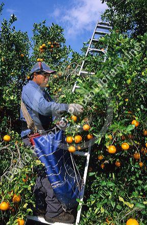 A worker picks oranges in Lake Alfred, Central Florida.