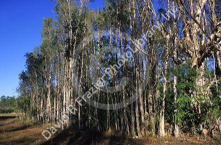 Melaleuca trees also known as Punk trees in Florida.