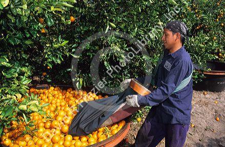 A worker picks oranges in Lake Alfred, Central Florida.