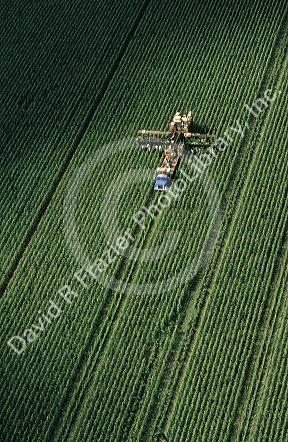 An aerial view of a truck and field workers harvesting sweet corn in Florida.