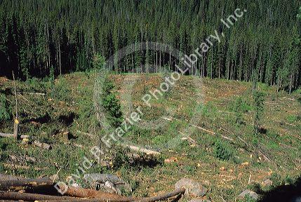 An area of the Payette National  Forest that has been clear cut near McCall, Idaho.