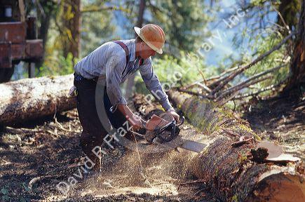 A lumberjack using a chainsaw for timber harvest in the Boise National Forest, Idaho.