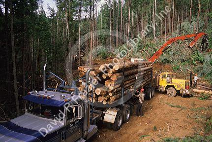 A logging operation in Coeur d' Alene, Idaho.