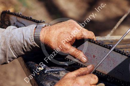 Hands of a lumberjack sharpening chainsaw blades.
