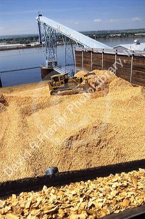 A bulldozer moving wood chips used for making paper. At Lewiston, Idaho.