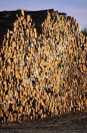 A stack of pulpwood logs in Northern Michigan.