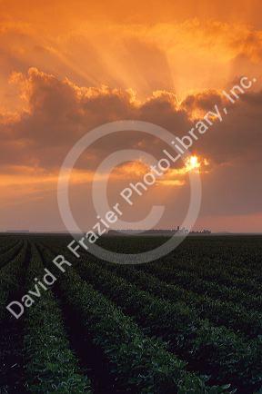 A soybean farm at sunset near Sioux Falls, South Dakota.