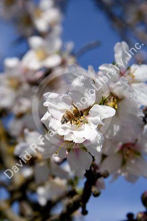 Bee pollinating fruit blossom near Merced, California.