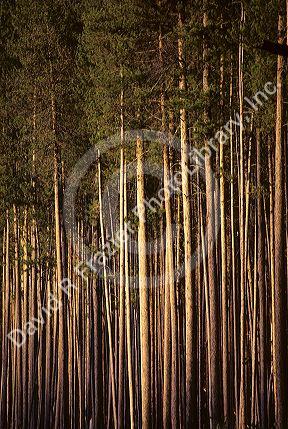 Idaho lodgepole pine trees.