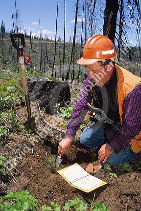 Reforestation after wildfire damage in the Boise National Forest, Idaho.  Forester consults notes on planting records.
